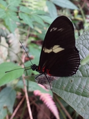 Heliconius doris dives