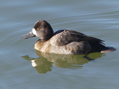 Aythya affinis