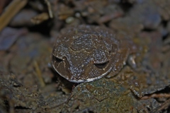 Leptobrachium gunungense