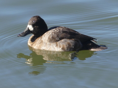 Aythya affinis