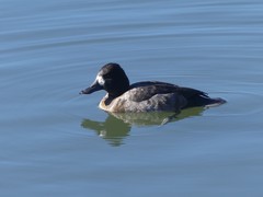 Aythya affinis