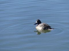Aythya affinis