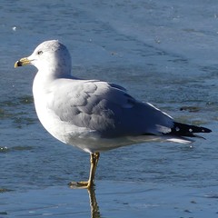 Larus delawarensis
