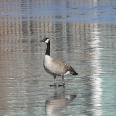 Branta canadensis