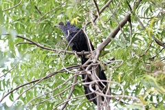 Centropus sinensis parroti