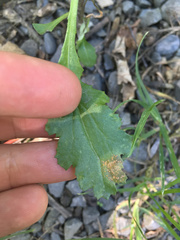 Puccinia lagenophorae image