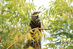 Centropus sinensis parroti