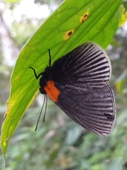 Hades noctula