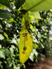 Mischoderus annuliferus