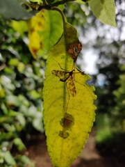 Mischoderus annuliferus