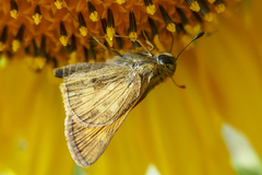 Atalopedes campestris huron