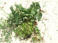 Aristolochia lutescens