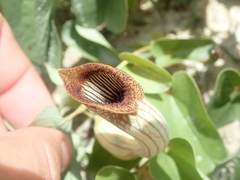 Aristolochia lutescens