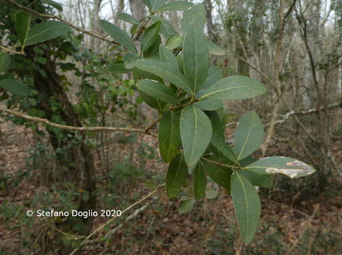 Green Olive Tree