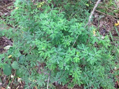 Chamaecytisus prolifer