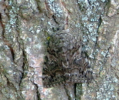 Catocala dilecta