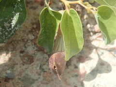 Aristolochia lutescens