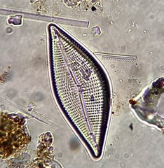 Encyonema