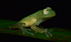 Nymphargus grandisonae