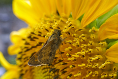 Atalopedes campestris huron