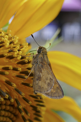 Atalopedes campestris huron
