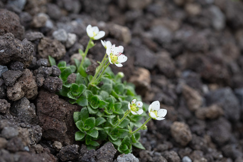 Saxifraga merkii iNat (3)