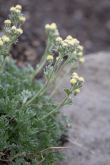 Artemisia glomerata