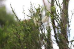 Melaleuca armillaris armillaris