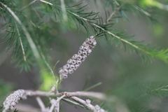 Melaleuca armillaris armillaris