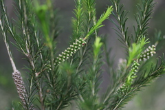 Melaleuca armillaris armillaris