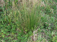 Juncus hesperius