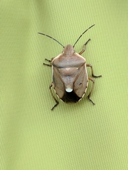 Chlorochroa pinicola