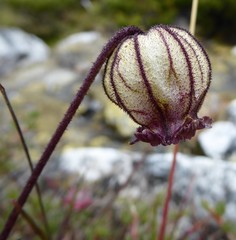 Silene nigrescens