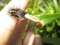 Aristolochia robertii