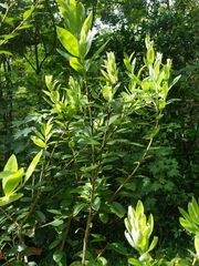 Metrosideros excelsa