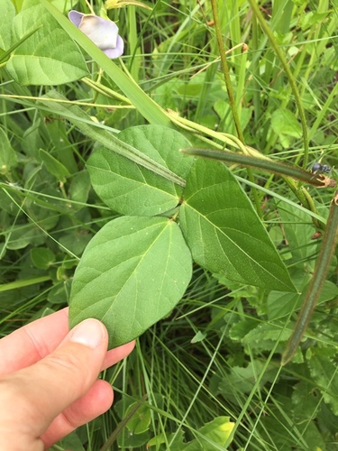Vigna unguiculata