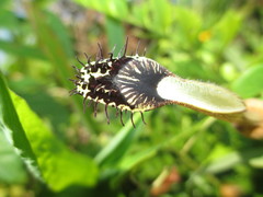 Aristolochia robertii