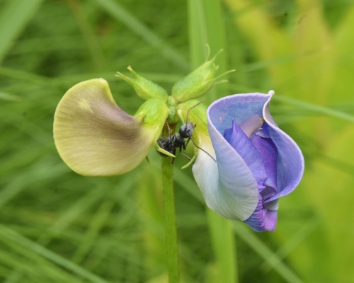 Vigna unguiculata