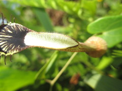 Aristolochia robertii