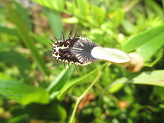 Aristolochia robertii
