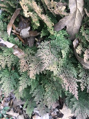 Selaginella braunii