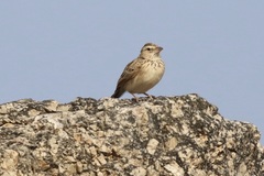 Mirafra erythroptera