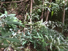 Chamaecytisus prolifer