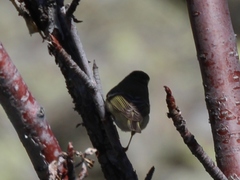 Phylloscopus humei