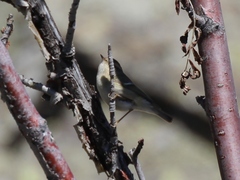 Phylloscopus humei