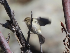 Phylloscopus humei