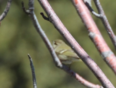 Phylloscopus humei