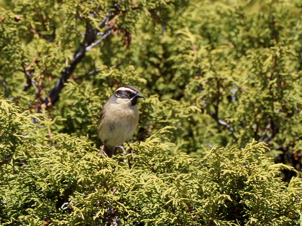 Black-throated Accentor