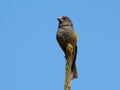 Mycerobas carnipes