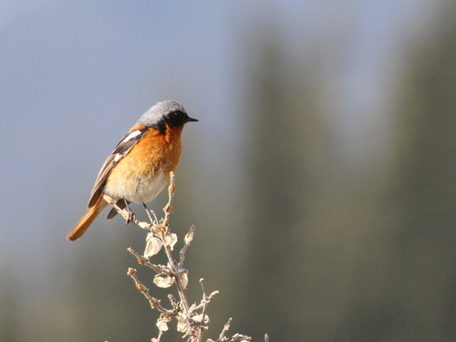Eversmann's Redstart (Phoenicurus erythronotus), photo 9
